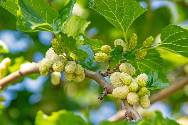 mulberry tree and mulberries with green leaves