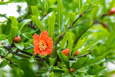 Nar ağacı ve yeşil yapraklı nar çiçeği.