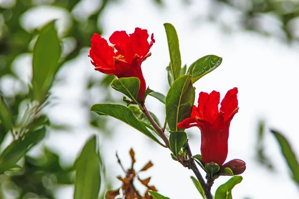 Granatäpple Och Granatäpple Blommor Med Gröna Blad — Stockfoto