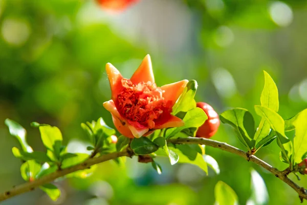 pomegranate tree and pomegranate flowers with green leaves