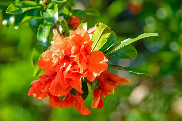 pomegranate tree and pomegranate flowers with green leaves