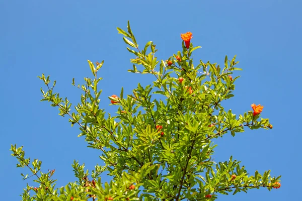 ザクロの木とザクロの花緑の葉 — ストック写真