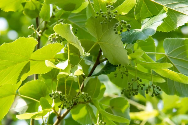 linden tree and linden flowers with green leaves