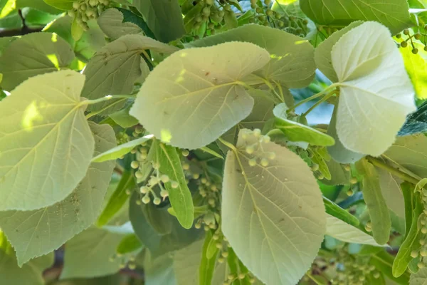 Tília Flores Tília Com Folhas Verdes — Fotografia de Stock