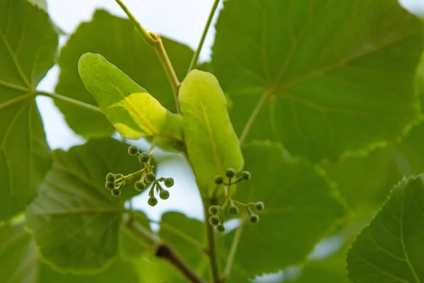 linden tree and linden flowers with green leaves