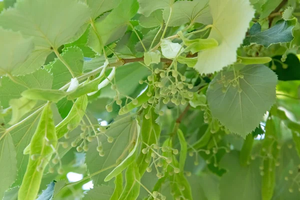 linden tree and linden flowers with green leaves