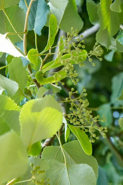 linden tree and linden flowers with green leaves