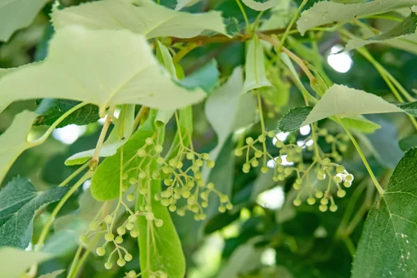 linden tree and linden flowers with green leaves