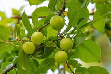 Erik ağacı ve yeşil yapraklı yeşil erikler.