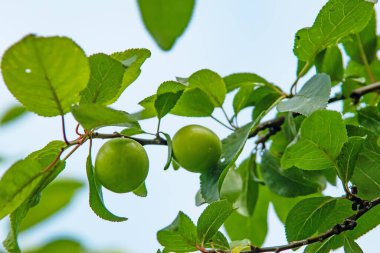 Erik ağacı ve yeşil yapraklı yeşil erikler.