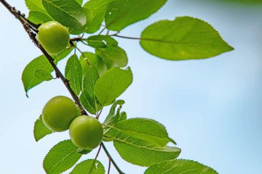 Erik ağacı ve yeşil yapraklı yeşil erikler.