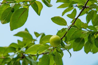 Erik ağacı ve yeşil yapraklı yeşil erikler.