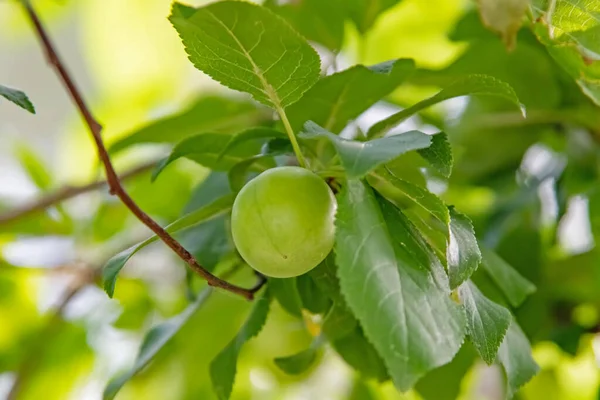 plum tree and green plums with green leaves