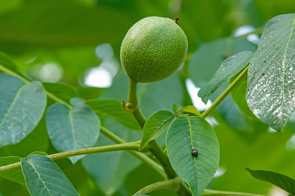 walnut tree with green leaves and raw walnuts