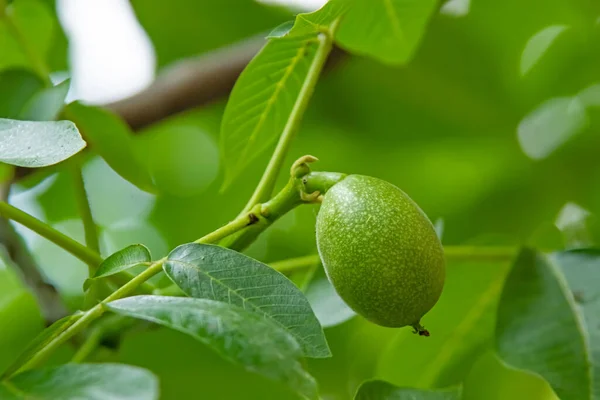 walnut tree with green leaves and raw walnuts