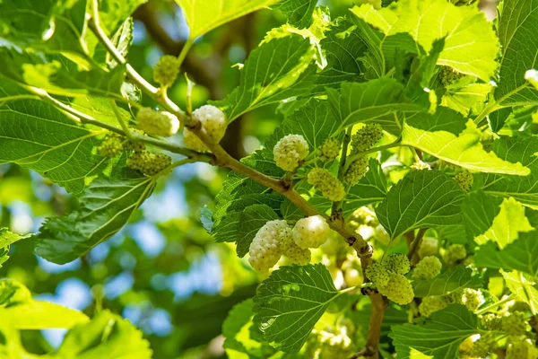 mulberry tree and mulberries with green leaves