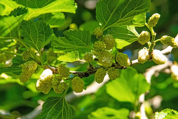 Maulbeerbaum Und Maulbeeren Mit Grünen Blättern — Stockfoto
