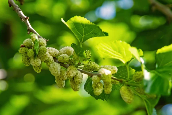 Maulbeerbaum Und Maulbeeren Mit Grünen Blättern — Stockfoto