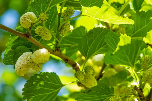 Morera Moras Con Hojas Verdes —  Fotos de Stock