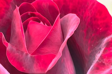 Doğadaki gül çiçeğini kapat.