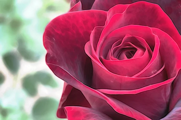 Zbliżenie Kwiat Róży Przyrodzie — Zdjęcie stockowe