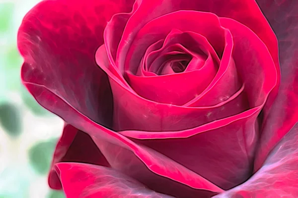 Close Rose Flower Nature — Stock Photo, Image