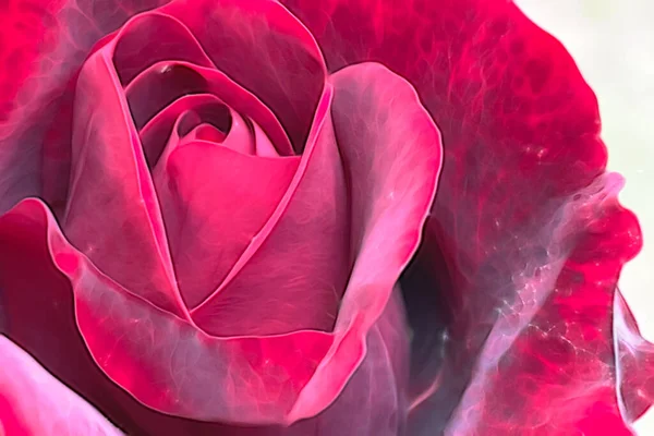 Zblízka Růžové Květy Přírodě — Stock fotografie