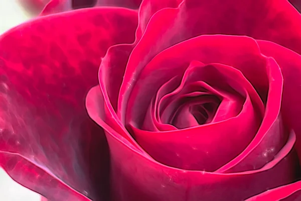 Крупним Планом Трояндова Квітка Природі — стокове фото