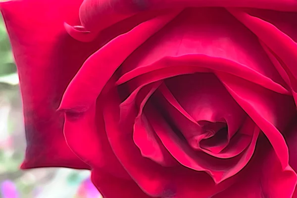 在自然界中紧密相连的玫瑰花 — 图库照片