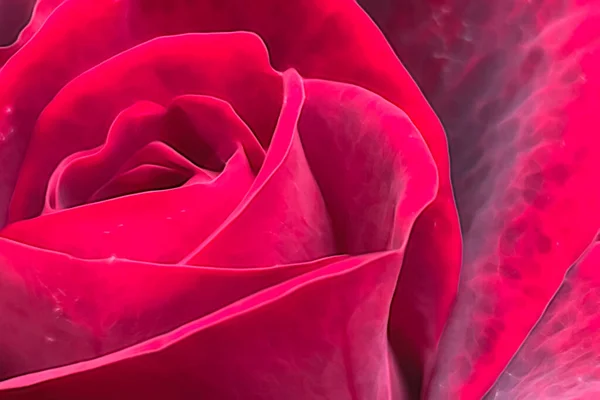 Крупним Планом Трояндова Квітка Природі — стокове фото