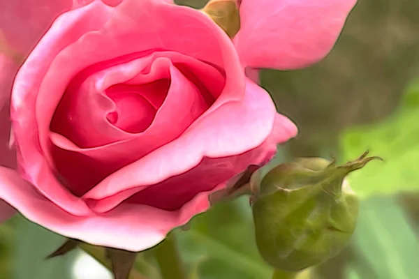 Primo Piano Fiore Rosa Natura — Foto Stock