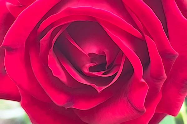 在自然界中紧密相连的玫瑰花 — 图库照片