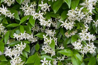 Yeşil yapraklı beyaz yasemin çiçekleri