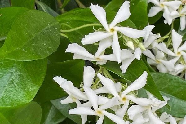 Fiori Gelsomino Bianco Con Foglie Verdi — Foto Stock