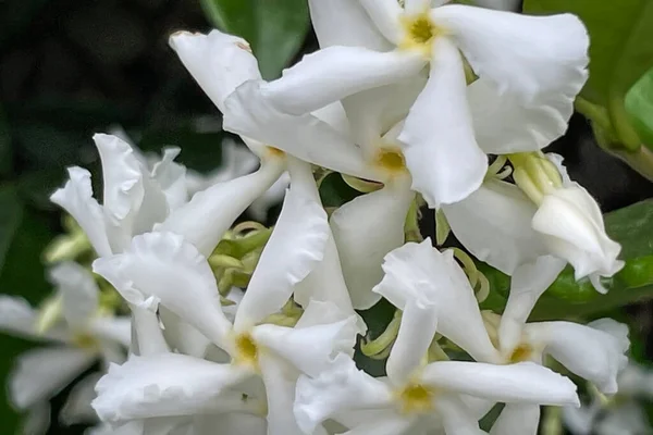 Weiße Jasminblüten Mit Grünen Blättern — Stockfoto