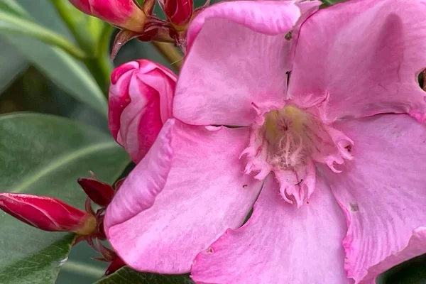 Fleurs Laurier Rose Aux Feuilles Vertes — Photo