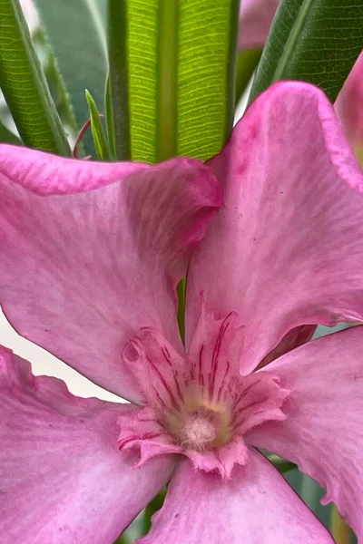 Oleanderblüten Mit Grünen Blättern — Stockfoto