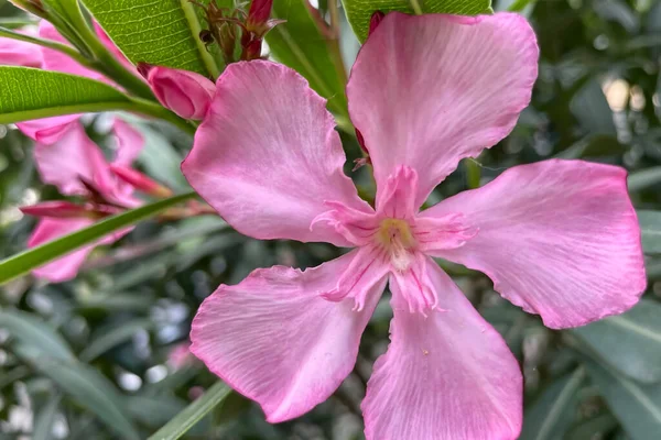 Oleanderbloemen Met Groene Bladeren — Stockfoto