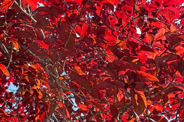 Erik Ağacının Kırmızı Yaprakları — Stok fotoğraf