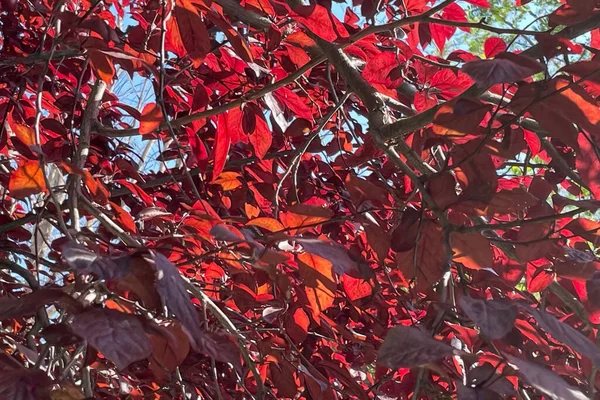 Červené Listy Švestkového Stromu — Stock fotografie
