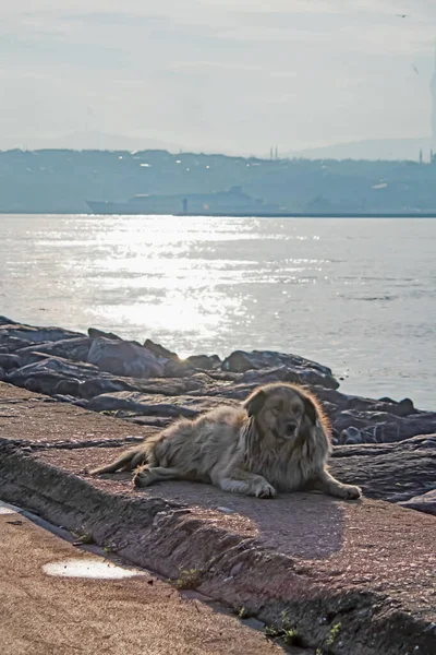 Straßenhund Sitzt Meeresufer — Stockfoto