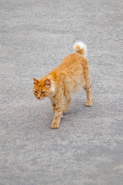 Nuestros Adorables Amigos Gatos Gatos Callejeros Naturaleza — Foto de Stock