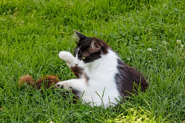 我们可爱的朋友 在大自然中游荡的猫 — 图库照片