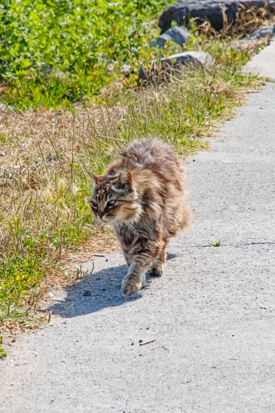 Unsere Lieben Freunde Katzen Streunende Katzen Der Natur — Stockfoto