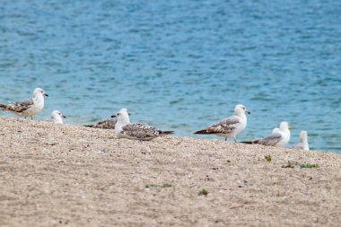Deniz kıyısı ve kumdaki martılar