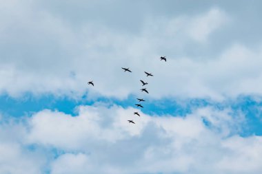 Yaz mevsiminde bulutlu havada karabatakların göçü.