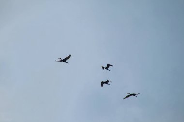 Yaz mevsiminde bulutlu havada karabatakların göçü.