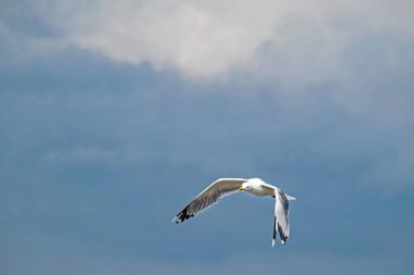 Bulutlu gökyüzü ve uçan martı