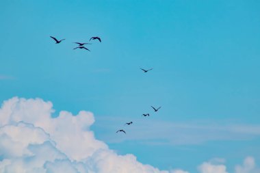 Yaz mevsiminde bulutlu havada karabatakların göçü.