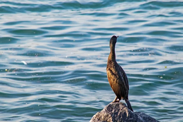 Mare Ondulato Cormorani Sulle Scogliere Del Mare — Foto Stock